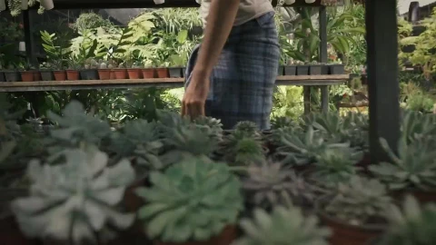 Stock Video Gardener Kneels In Front Of Potted Plants Live Wallpaper For PC - Free Live Wallpaper