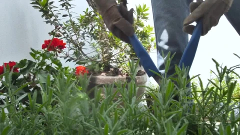 Stock Video Gardener Fixing A Bush In A Garden Live Wallpaper For PC - Free Live Wallpaper