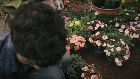 Stock Video Gardener Arranges Potted Flowers Live Wallpaper For PC - Free Live Wallpaper