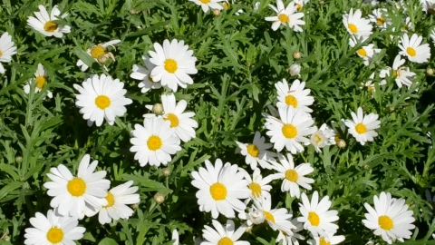 Stock Video Garden With Common Daisies On A Sunny Day Live Wallpaper For PC - Free Live Wallpaper