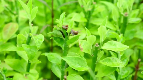 Stock Video Garden Snail On A Green Branch Live Wallpaper For PC - Free Live Wallpaper