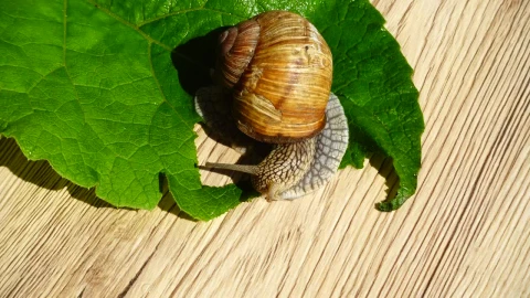 Stock Video Garden Snail Eating A Leaf Live Wallpaper For PC - Free Live Wallpaper