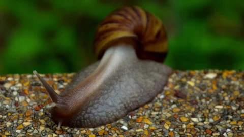 Stock Video Garden Snail Crawling On Pavement Live Wallpaper For PC - Free Live Wallpaper
