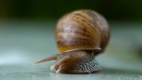 Stock Video Garden Snail Crawling Live Wallpaper For PC - Free Live Wallpaper