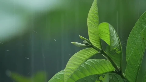 Stock Video Garden Plants In The Rain Live Wallpaper For PC - Free Live Wallpaper