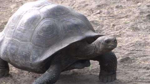 Stock Video Galápagos Tortoise Walking Live Wallpaper For PC - Free Live Wallpaper