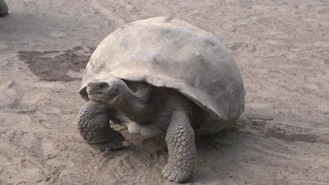 Stock Video Galapagos Tortoise Fighting On The Ground Live Wallpaper For PC - Free Live Wallpaper