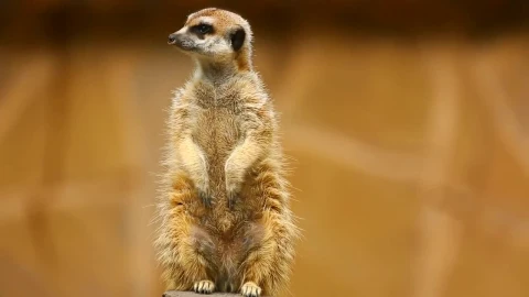 Stock Video Furry Meerkat On Guard Live Wallpaper For PC - Free Live Wallpaper