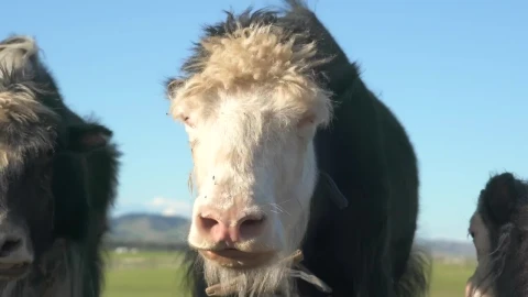 Stock Video Furry Cow And Cub Eating In The Valley Live Wallpaper For PC - Free Live Wallpaper