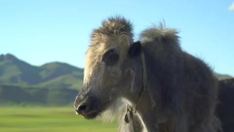 Stock Video Furry Cattle Standing In A Valley Live Wallpaper For PC - Free Live Wallpaper