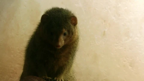 Stock Video Furry Animal Looking Around Live Wallpaper For PC - Free Live Wallpaper