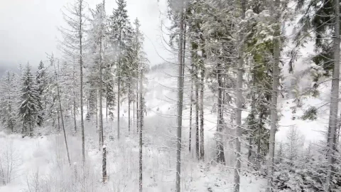 Stock Video Frozen White Forest In A Harsh Winter Live Wallpaper For PC - Free Live Wallpaper