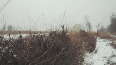 Stock Video Frozen River In A Winter Forest Live Wallpaper For PC - Free Live Wallpaper