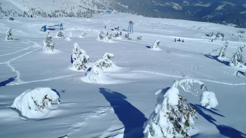 Stock Video Frozen Pine Trees Filled With Snow Near A Ski Area Live Wallpaper For PC - Free Live Wallpaper