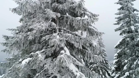 Stock Video Frozen Pine Tree At A Foggy Forest Live Wallpaper For PC - Free Live Wallpaper