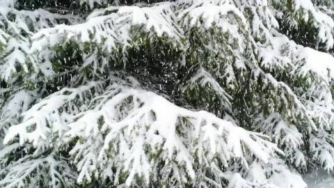 Stock Video Frozen Pine Branches Next To A Path In The Forest Live Wallpaper For PC - Free Live Wallpaper