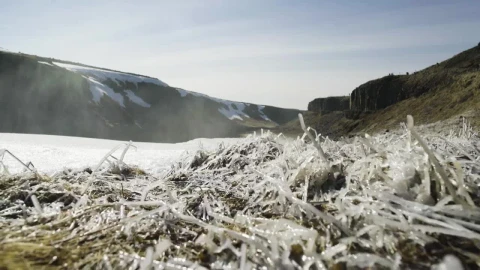 Stock Video Frozen Moss Live Wallpaper For PC - Free Live Wallpaper