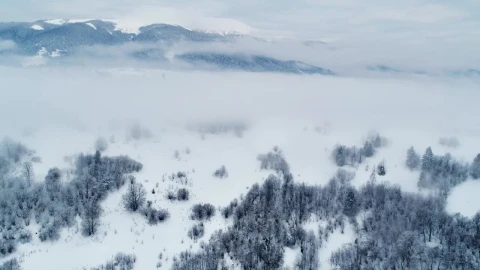 Stock Video Frozen Landscape In A Winter Forest In The Mountains Live Wallpaper For PC - Free Live Wallpaper