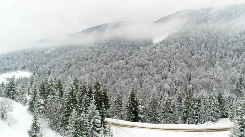 Stock Video Frozen Landscape Full Of Mist And Pine Trees Live Wallpaper For PC - Free Live Wallpaper