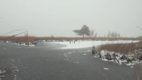 Stock Video Frozen Lake With Snow Covered Trees Live Wallpaper For PC - Free Live Wallpaper