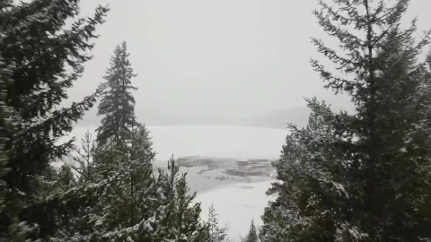 Stock Video Frozen Lake In Front Of A Snowy Forest Live Wallpaper For PC - Free Live Wallpaper