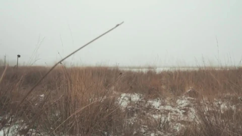 Stock Video Frozen Lake In A Winter Forest Live Wallpaper For PC - Free Live Wallpaper