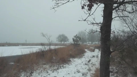 Stock Video Frozen Lake In A Forest Live Wallpaper For PC - Free Live Wallpaper