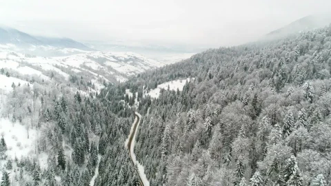 Stock Video Frozen Forest With A Road On A Frosty Day Live Wallpaper For PC - Free Live Wallpaper