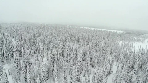 Stock Video Frozen Forest Covered In Deep Snow Live Wallpaper For PC - Free Live Wallpaper