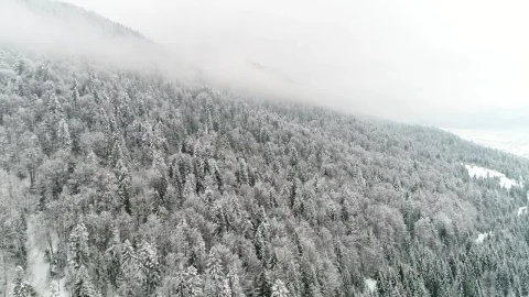 Stock Video Frozen Flora In A Winter Environment Live Wallpaper For PC - Free Live Wallpaper