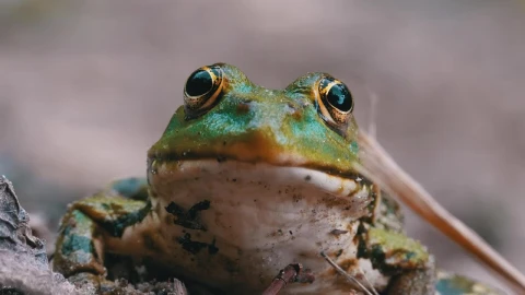 Stock Video Frontal Portrait Of A Frog Breathing Live Wallpaper For PC - Free Live Wallpaper