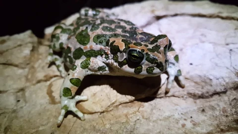 Stock Video Frog With Camouflage Pattern Standing On A Rock Live Wallpaper For PC - Free Live Wallpaper