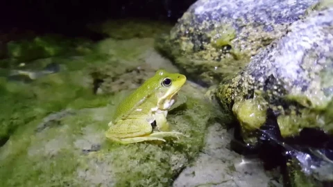 Stock Video Frog Standing In The Water Live Wallpaper For PC - Free Live Wallpaper
