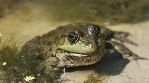 Stock Video Frog Sitting Inside A River Live Wallpaper For PC - Free Live Wallpaper