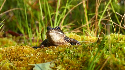 Stock Video Frog Over Mossy Soil Live Wallpaper For PC - Free Live Wallpaper