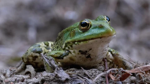 Stock Video Frog Opening And Closing Eyes Close Up Live Wallpaper For PC - Free Live Wallpaper