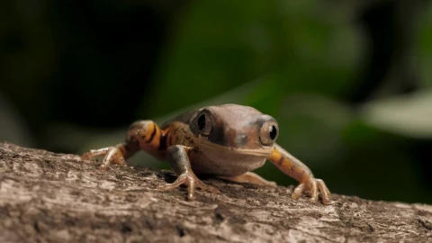 Stock Video Frog Breathing At Nature Live Wallpaper For PC - Free Live Wallpaper