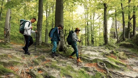 Stock Video Friends Walking Through The Woods Live Wallpaper For PC - Free Live Wallpaper