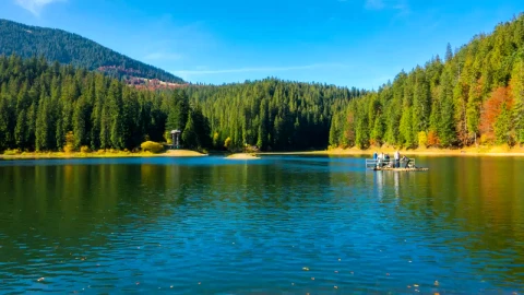 Stock Video Lake In The Middle Of A Large Pine Forest Animated Wallpaper - Free Live Wallpaper