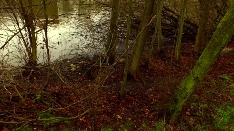 Stock Video Lake In A Forest During Autumn Animated Wallpaper - Free Live Wallpaper