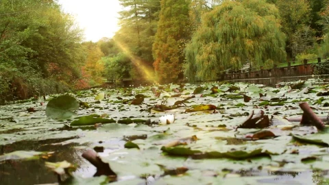 Stock Video Lake Covered With Leaves Of A Park In Nature Animated Wallpaper - Free Live Wallpaper
