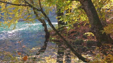 Stock Video Lake And Forest Landscape Animated Wallpaper - Free Live Wallpaper