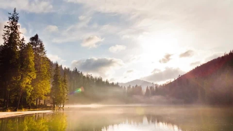 Stock Video Lagoon In The Middle Of A Pine Forest Animated Wallpaper - Free Live Wallpaper