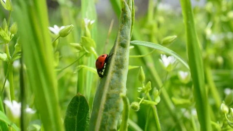 Stock Video Ladybug Walking Through The Grasses On A Sunny Day Animated Wallpaper - Free Live Wallpaper