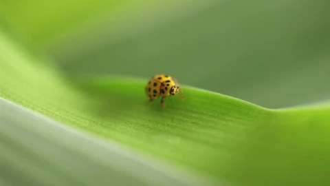 Stock Video Ladybug Standing On A Green Leaf Animated Wallpaper - Free Live Wallpaper