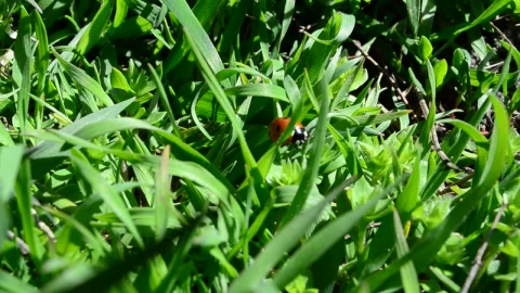 Stock Video Ladybug Hidden In A Lawn Animated Wallpaper - Free Live Wallpaper