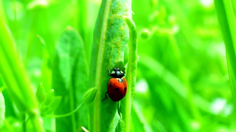 Stock Video Ladybug Climbing Up Tall Grass Animated Wallpaper - Free Live Wallpaper
