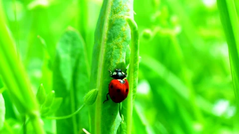 Stock Video Ladybug Climbing On Grass Animated Wallpaper - Free Live Wallpaper