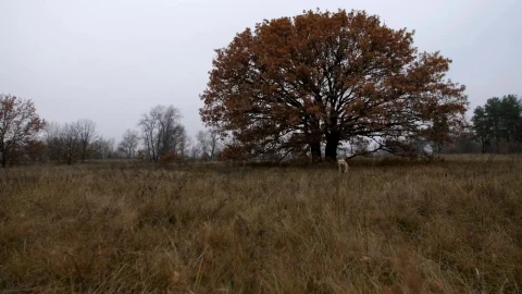 Stock Video Labrador Running Through A Field Animated Wallpaper - Free Live Wallpaper