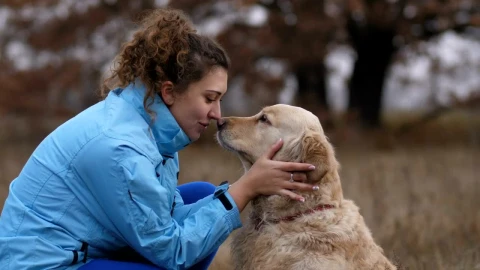 Stock Video Labrador Licks His Owner Animated Wallpaper - Free Live Wallpaper